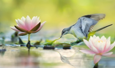 природа цветы животное птица вода