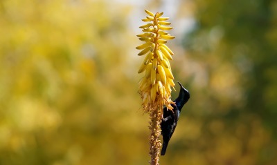 природа цветы животное птица