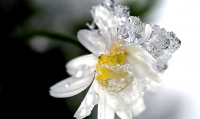 природа цветы ромашка лед
