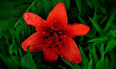природа красный цветок