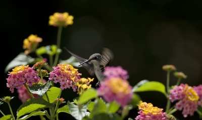 природа цветы животное птица колибри