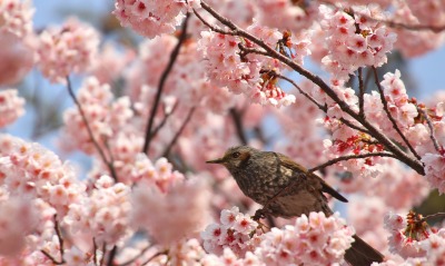 природа животные птицы цветы