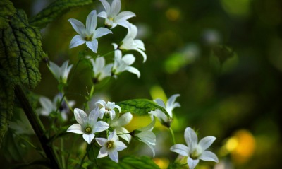 природа белые цветы