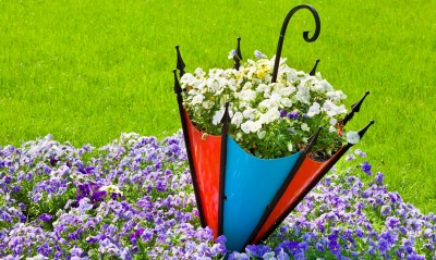 зонт цветы природа трава