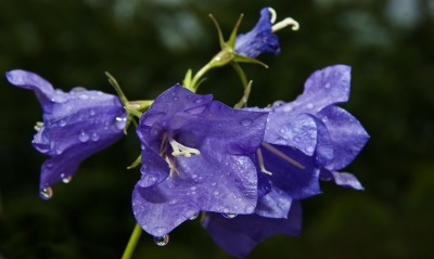 фиолетовые цветы природа крупный план