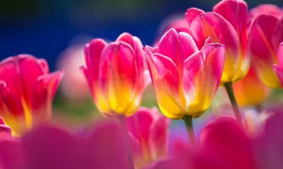 природа тюльпаны цветы