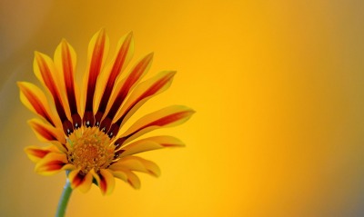 природа цветок желтый