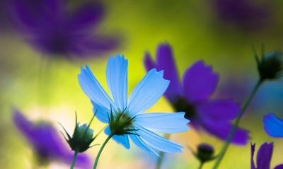 природа цветы голубые