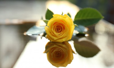 природа желтая роза цветы