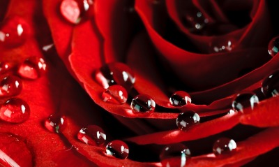 природа цветы роза капли вода роса макро nature flowers rose drops water Rosa macro