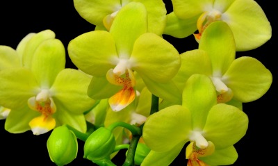 природа цветы желтая орхидея nature flowers yellow Orchid