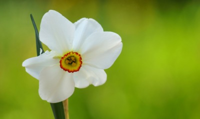 цветок макро flower macro