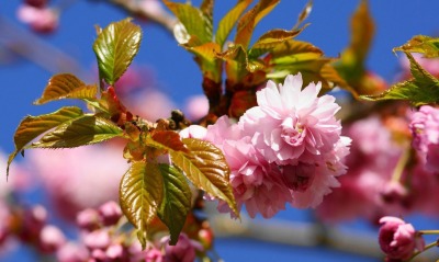 цветение ветка flowering branch