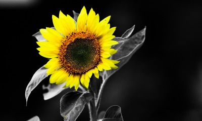 природа подсолнечник цветы nature sunflower flowers