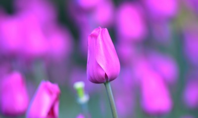 природа цветы тюльпан розовый nature flowers Tulip pink