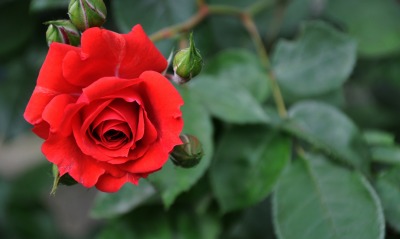 природа цветы роза nature flowers rose