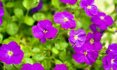 природа цветы фиалки nature flowers violets