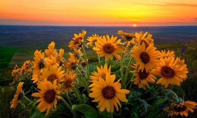 природа цветы горизонт солнце nature flowers horizon the sun