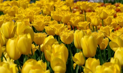 природа цветы желтые тюльпаны поле nature flowers yellow tulips field
