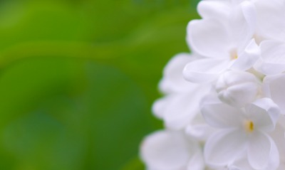 природа цветы белые сирень nature flowers white lilac