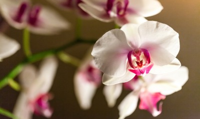 природа цветы белые орхидея nature flowers white Orchid