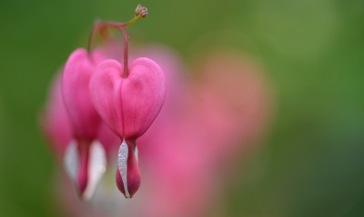 природа цветы розовые nature flowers pink