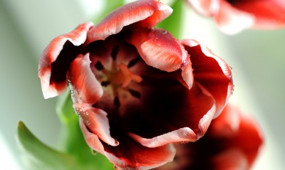природа цветы тюльпан красный nature flowers Tulip red