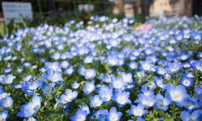 природа синие цветы nature blue flowers