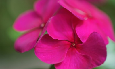 природа розовые цветы nature pink flowers