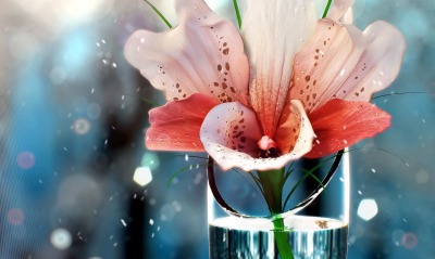 цветок в вазе flower in a vase