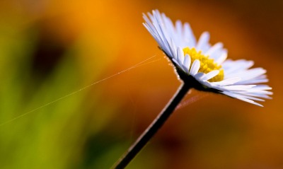 природа цветы ромашка nature flowers chamomile