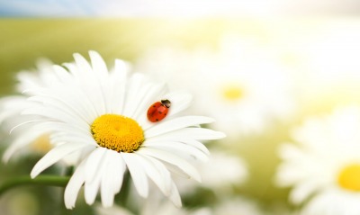 природа цветы животные насекомое божья коровка ромашка nature flowers animals insect God ladybug chamomile