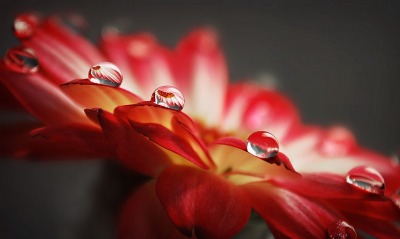 макро цветок капли macro flower drops