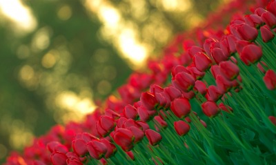 тюльпаны поле красные tulips field red