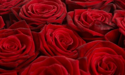 природа цветы розы красные nature flowers rose red