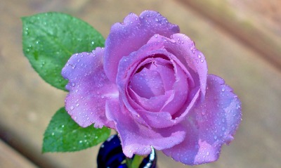 роза капли синяя rose drops blue