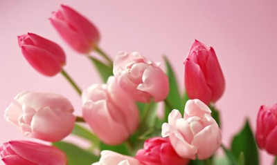 природа цветы тюльпаны nature flowers tulips