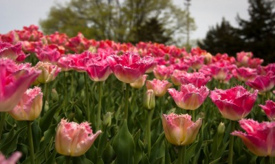 тюльпаны поле tulips field