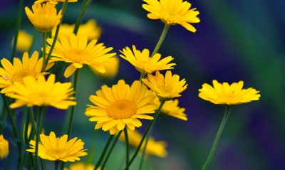 природа желтые цветы