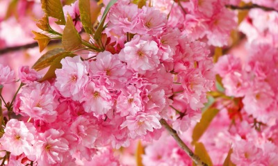 природа цветы деревья весна