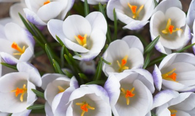 природа цветы белый весна