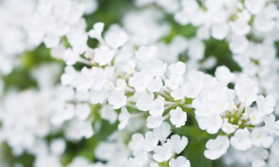 природа цветы белый