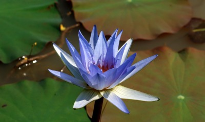 природа цветы синий