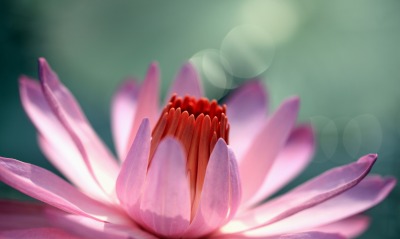 природа цветы водяная лилия кувшинка