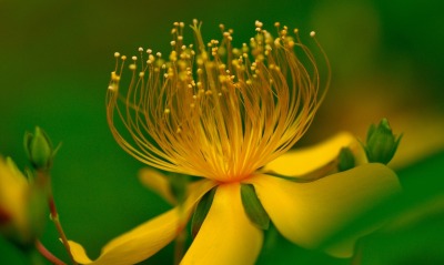природа цветы желтый