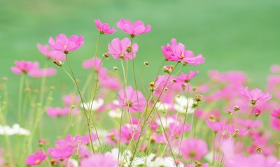цветы полевые розовые