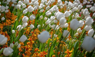 природа цветы тюльпаны белые