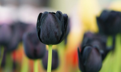 природа цветы тюльпан черный