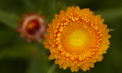 природа цветы оранжевый
