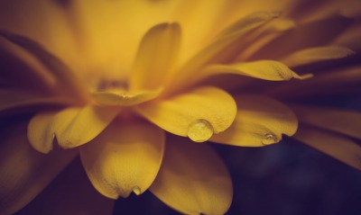 природа цветы роса вода капля желтый
